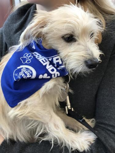 First Team Subaru Pet Event_2985